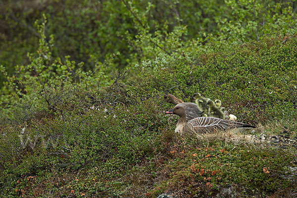 Kurzschnabelgans (Anser brachyrhynchus)