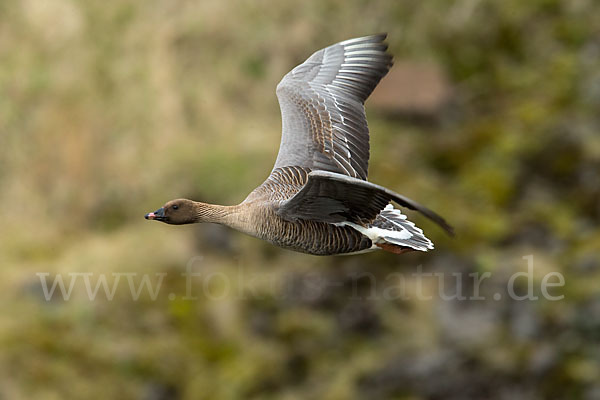 Kurzschnabelgans (Anser brachyrhynchus)