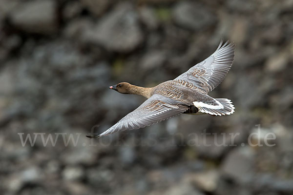 Kurzschnabelgans (Anser brachyrhynchus)