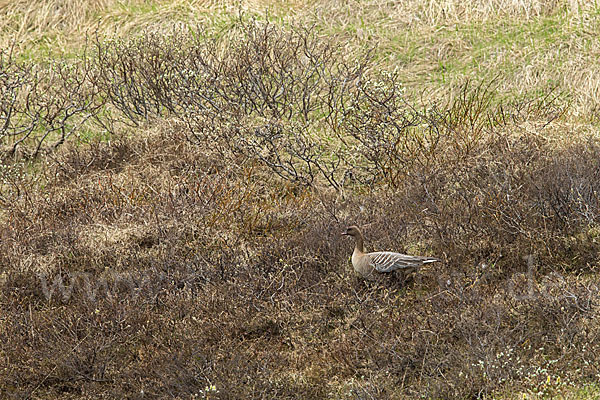 Kurzschnabelgans (Anser brachyrhynchus)