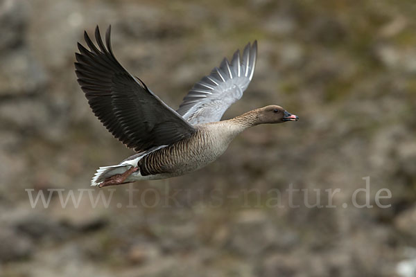 Kurzschnabelgans (Anser brachyrhynchus)