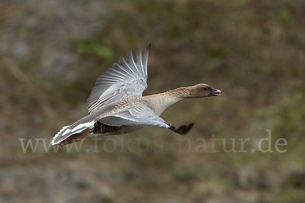 Kurzschnabelgans (Anser brachyrhynchus)