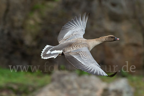 Kurzschnabelgans (Anser brachyrhynchus)