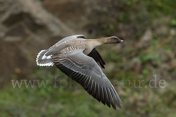 Kurzschnabelgans (Anser brachyrhynchus)