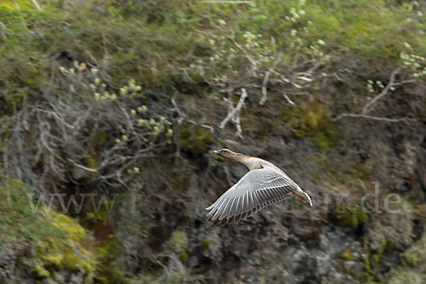 Kurzschnabelgans (Anser brachyrhynchus)