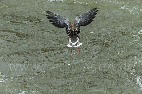 Kurzschnabelgans (Anser brachyrhynchus)