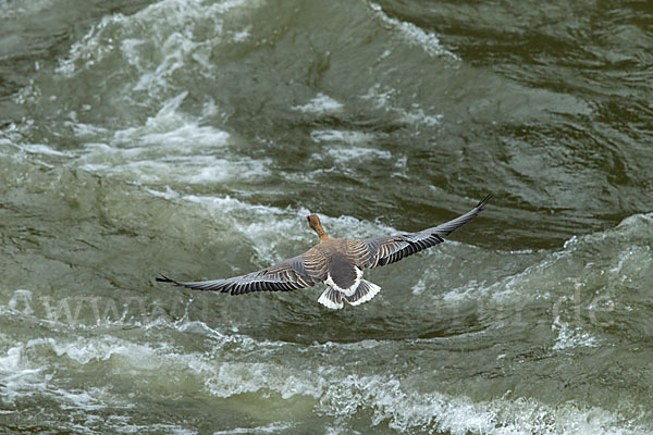 Kurzschnabelgans (Anser brachyrhynchus)