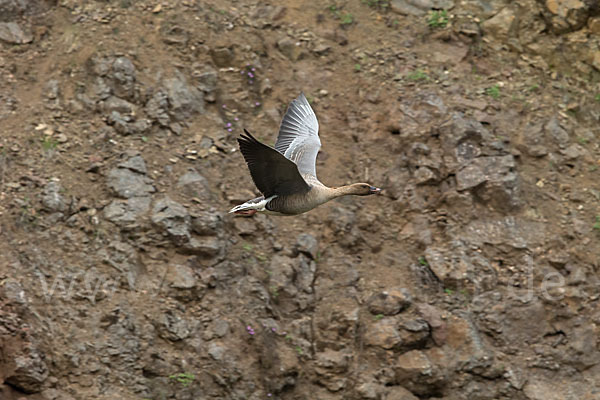 Kurzschnabelgans (Anser brachyrhynchus)