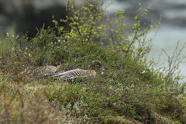 Kurzschnabelgans (Anser brachyrhynchus)