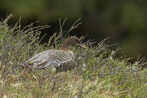 Kurzschnabelgans (Anser brachyrhynchus)