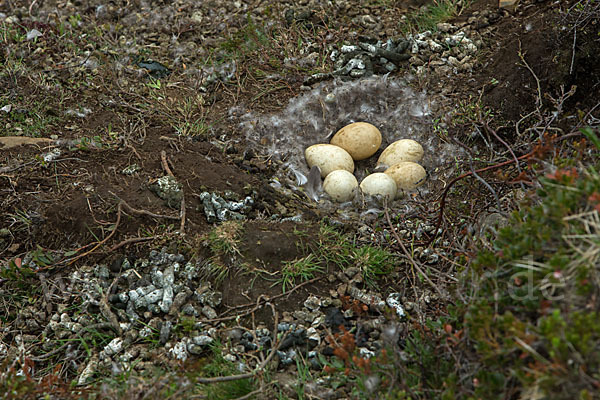 Kurzschnabelgans (Anser brachyrhynchus)