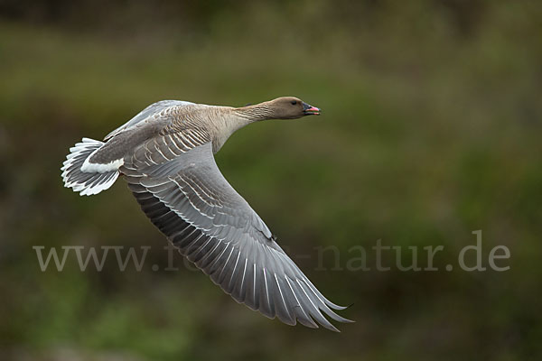 Kurzschnabelgans (Anser brachyrhynchus)