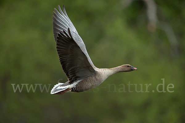 Kurzschnabelgans (Anser brachyrhynchus)