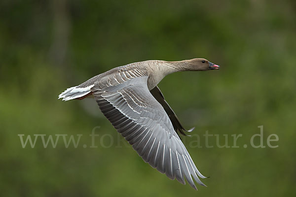 Kurzschnabelgans (Anser brachyrhynchus)