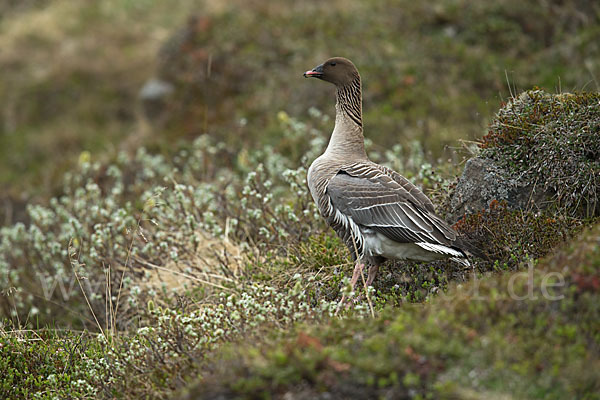 Kurzschnabelgans (Anser brachyrhynchus)