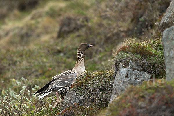 Kurzschnabelgans (Anser brachyrhynchus)