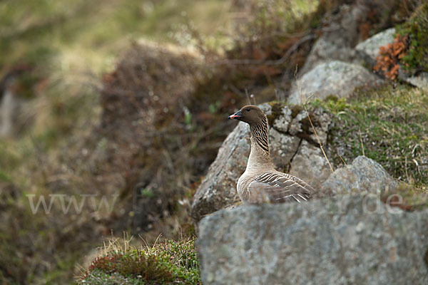 Kurzschnabelgans (Anser brachyrhynchus)