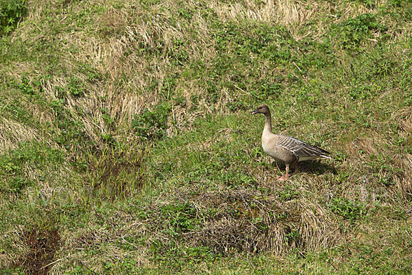 Kurzschnabelgans (Anser brachyrhynchus)