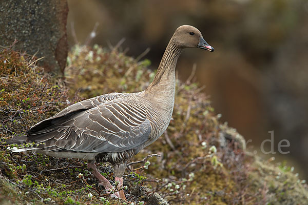 Kurzschnabelgans (Anser brachyrhynchus)