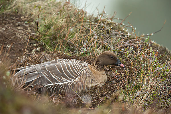 Kurzschnabelgans (Anser brachyrhynchus)