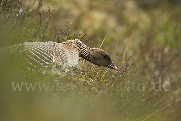 Kurzschnabelgans (Anser brachyrhynchus)