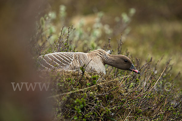 Kurzschnabelgans (Anser brachyrhynchus)