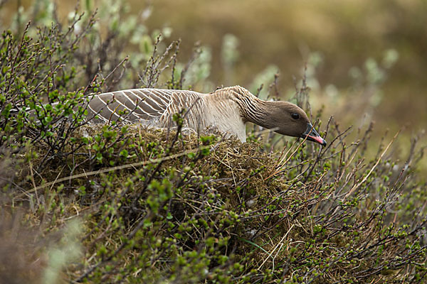 Kurzschnabelgans (Anser brachyrhynchus)