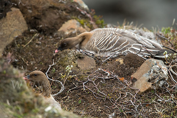 Kurzschnabelgans (Anser brachyrhynchus)