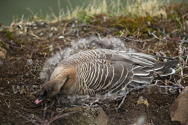 Kurzschnabelgans (Anser brachyrhynchus)