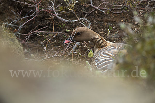 Kurzschnabelgans (Anser brachyrhynchus)