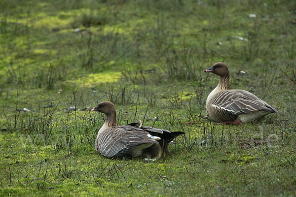 Kurzschnabelgans (Anser brachyrhynchus)