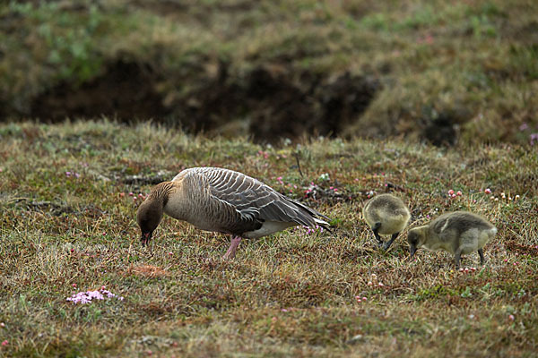 Kurzschnabelgans (Anser brachyrhynchus)