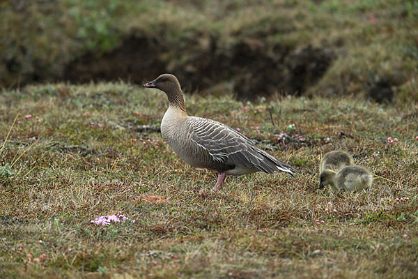 Kurzschnabelgans (Anser brachyrhynchus)