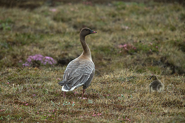 Kurzschnabelgans (Anser brachyrhynchus)