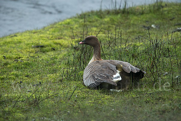 Kurzschnabelgans (Anser brachyrhynchus)