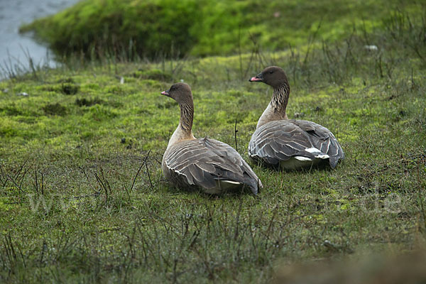 Kurzschnabelgans (Anser brachyrhynchus)