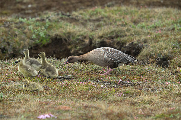 Kurzschnabelgans (Anser brachyrhynchus)