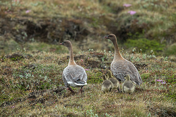 Kurzschnabelgans (Anser brachyrhynchus)