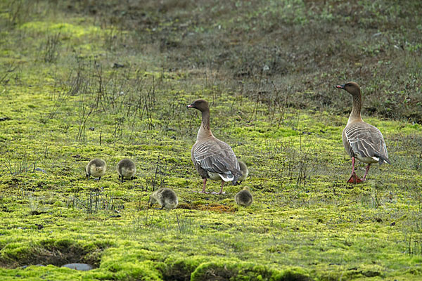 Kurzschnabelgans (Anser brachyrhynchus)