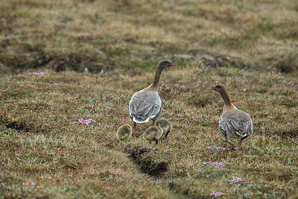 Kurzschnabelgans (Anser brachyrhynchus)