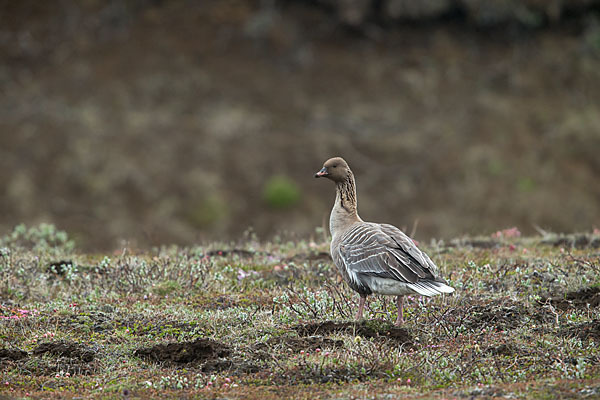 Kurzschnabelgans (Anser brachyrhynchus)