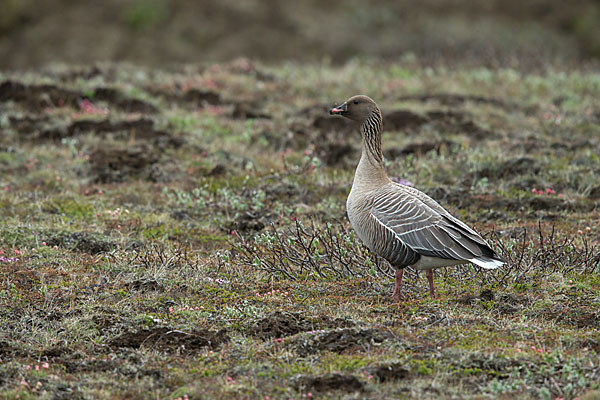 Kurzschnabelgans (Anser brachyrhynchus)