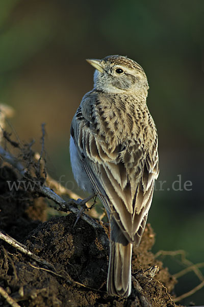 Kurzzehenlerche (Calandrella brachydactyla)