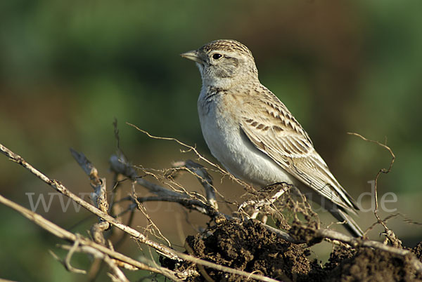 Kurzzehenlerche (Calandrella brachydactyla)