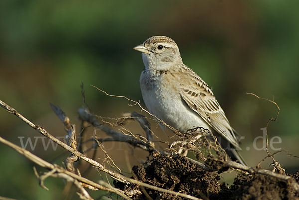 Kurzzehenlerche (Calandrella brachydactyla)