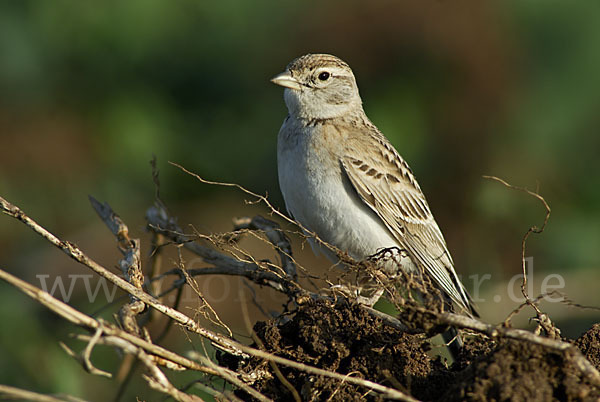 Kurzzehenlerche (Calandrella brachydactyla)