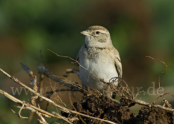 Kurzzehenlerche (Calandrella brachydactyla)