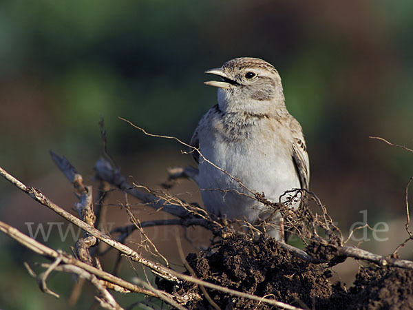 Kurzzehenlerche (Calandrella brachydactyla)