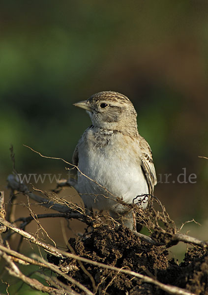 Kurzzehenlerche (Calandrella brachydactyla)