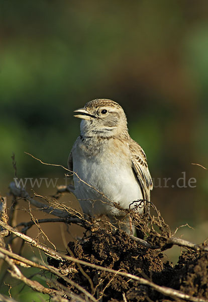 Kurzzehenlerche (Calandrella brachydactyla)